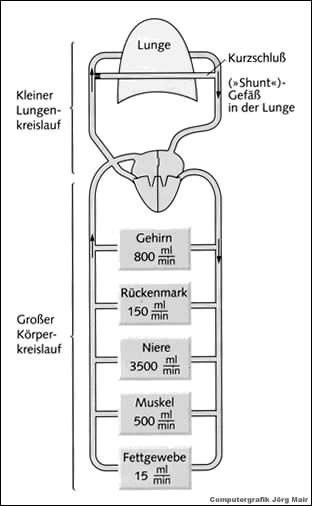 Eine tauchmedizinisch interessante Besonderheit im Blutkreislauf ist die Existenz von Kurzschluss- oder "Shunt"-Gefäßen in der Lunge.