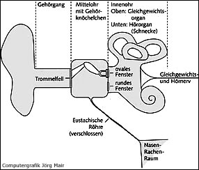 Das Mittelohr ist luftgefüllt und besitzt eine Verbindung zum Nasen-Rachen-Raum, die "Eustachische Röhre" oder Ohrtube. 